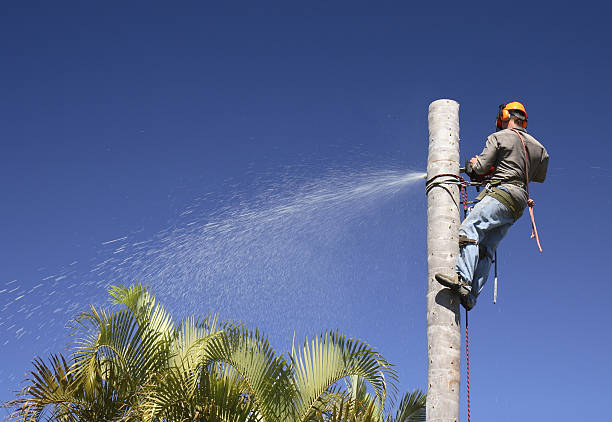 Best Commercial Tree Services  in North Grosvenor Dale, CT