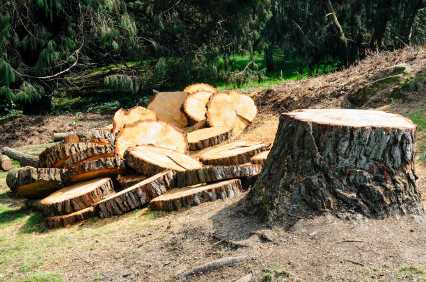 How Our Tree Care Process Works  in  North Grosvenor Dale, CT